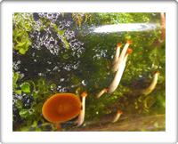 Austin Garden Classes